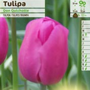 Tulipe triomphe 'Don Quichotte'